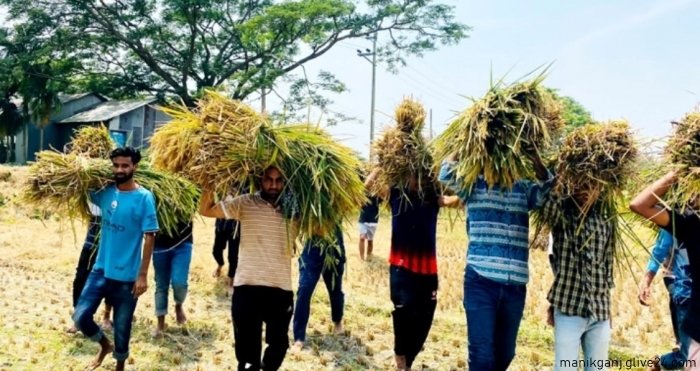 অসহায় নারীর ধান কাটা মাড়াই শেষে ঘরে তুলে দিলো ছাত্রলীগ