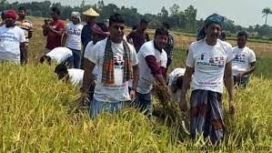 ধান কেটে কৃষকের বাড়ি পৌঁছে দিলেন স্বেচ্ছাসেবক লীগের নেতাকর্মীরা